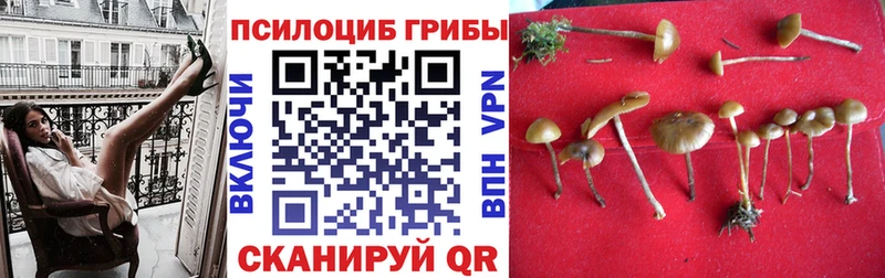 Купить закладки  Кашин  Галлюциногенные грибы Magic Shrooms 